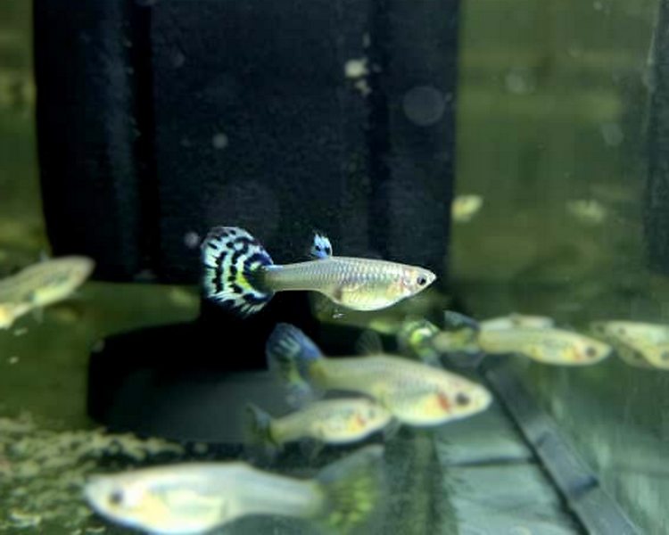Leopard Guppy - Female ~ 3cm